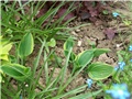 hosta